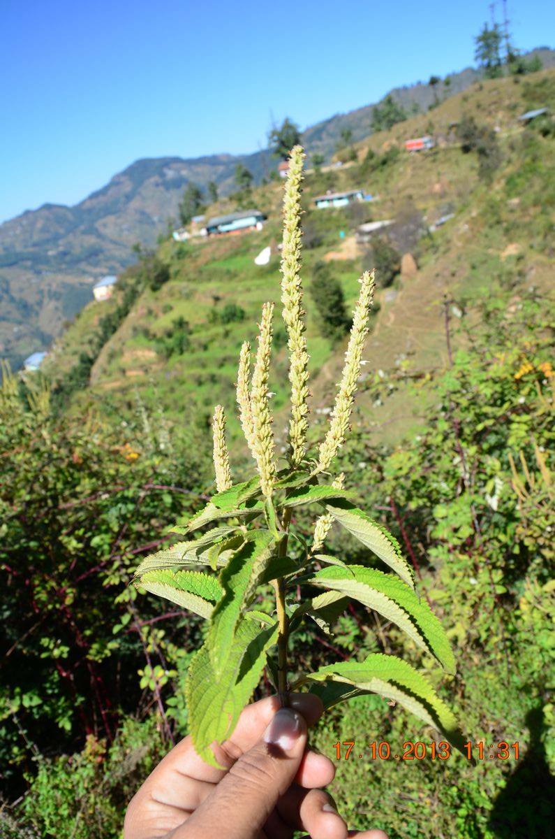elsholtzia-fruticosa-eflora-of-india